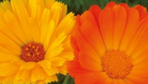 Taller de plantes tinct�ries