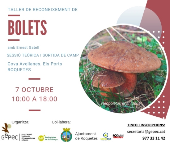 Taller de reconeixement de bolets Taller de reconeixement de bolets