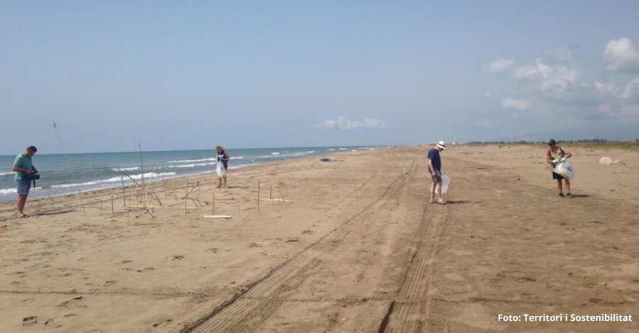 Tcnics del Parc Natural del Delta de l’Ebre recullen 31,3 quilos de brossa marina a la platja del Serrallo