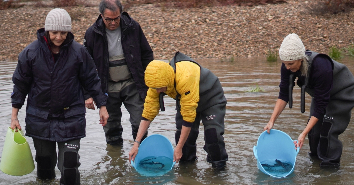 Tercer alliberament d�esturions al riu Ebre per avan�ar en la reintroducci� de l�esp�cie