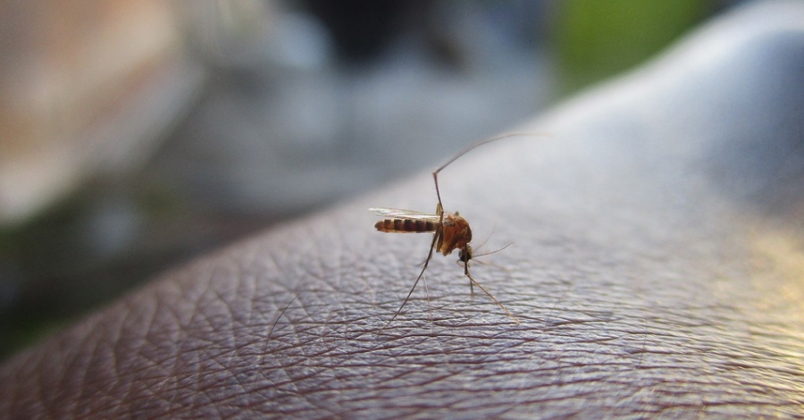 Aquesta setmana es dur� a terme el tercer i �ltim tractament per als mosquits