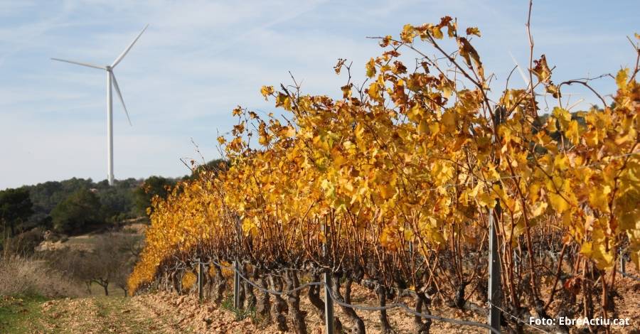 La DO Terra Alta proposa una morat�ria indefinida per a blindar la comarca de m�s parcs e�lics