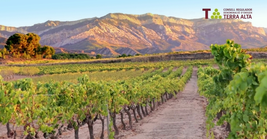 La Terra Alta ser la seu de l’edici 2018 del concurs internacional Grenaches du Monde  | EbreActiu.cat, revista digital d’oci actiu | Terres de l’Ebre ...