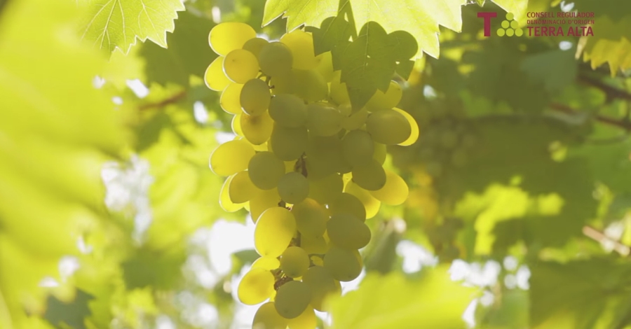 La Terra Alta ser la seu de ledici 2018 del concurs internacional Grenaches du Monde 