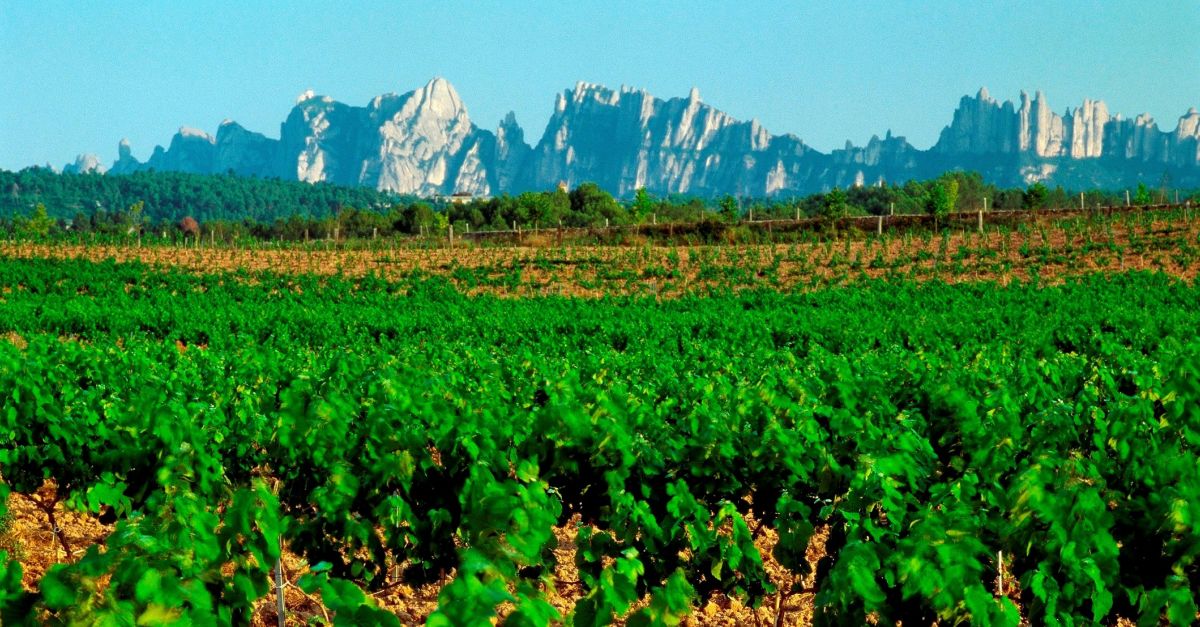 Terra de Bacus