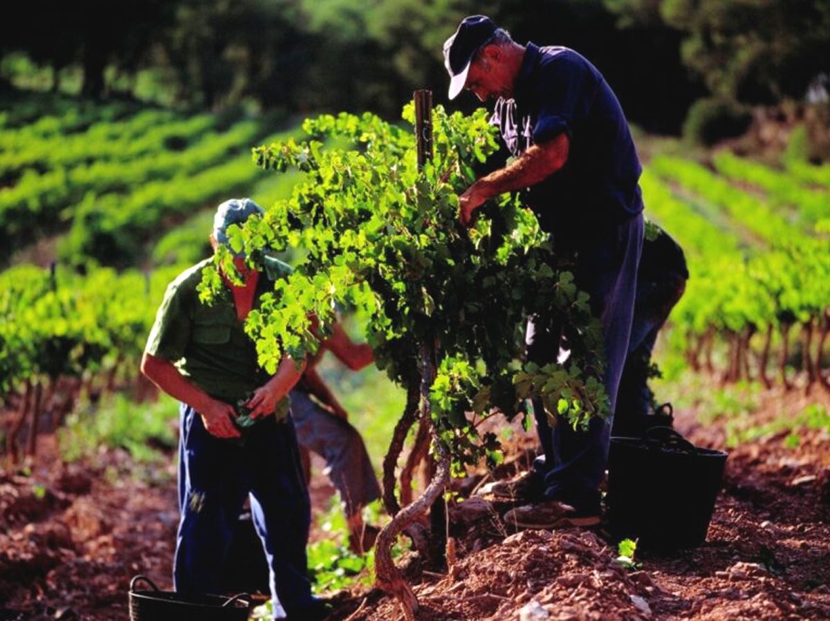 Terra de Bacus | EbreActiu.cat, revista digital d’oci actiu | Terres de l’Ebre ...