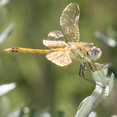 Celebrat el IV Testing de Biodiversitat de les Terres de l&rsquo;Ebre.