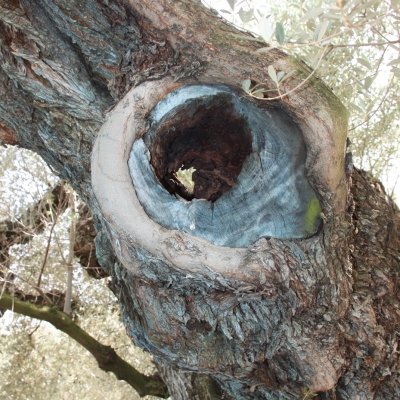 Celebrat el IV Testing de Biodiversitat de les Terres de l&rsquo;Ebre.