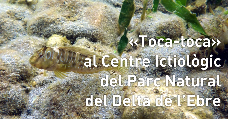 �Toca-toca� al centre Ictiol�gic del Parc 