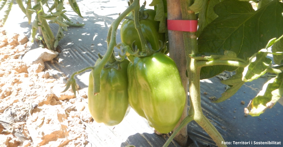 El Parc Natural de Montsant promou la recuperaci de varietats agrcoles tradicionals dins del seu mbit