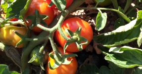 Montsi�: Productos de la huerta Km 0