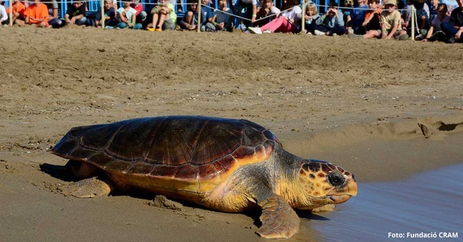 Torna a casa 2018 | EbreActiu.cat, revista digital d’oci actiu | Terres de l’Ebre ... Torna a casa 2018 | EbreActiu.cat, revista digital d’oci actiu | Terres de l’Ebre ...