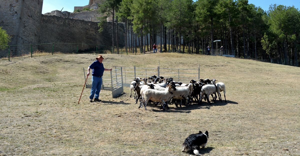El concurs de gossos de rabera torna al prat de lAlbereda a la 764a Fira de Morella