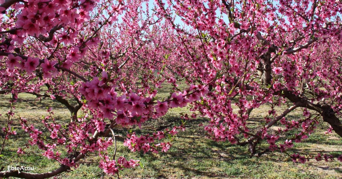 Arriba una nova edici de la Ribera en flor | EbreActiu.cat, revista digital d’oci actiu | Terres de l’Ebre ...