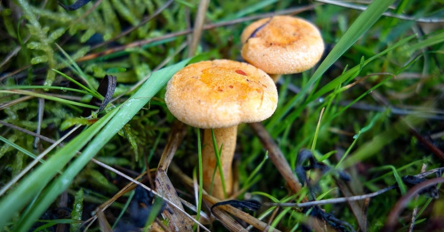 Tornen les Jornades Micolgiques de les Terres de lEbre