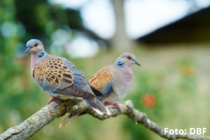 Dibuixant per salvar la t�rtora euroasi�tica | EbreActiu.cat, revista digital d&rsquo;oci actiu | Terres de l&rsquo;Ebre ...