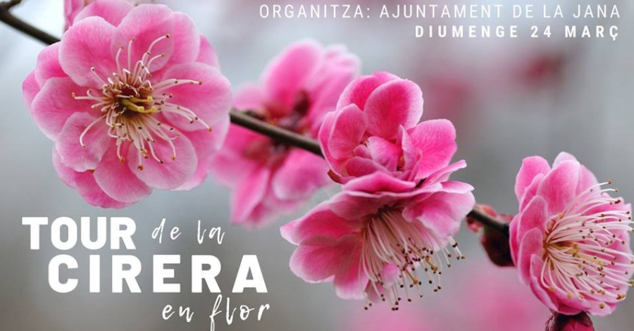 Tour de la Cirera en Flor a La Jana Tour de la Cirera en Flor a La Jana