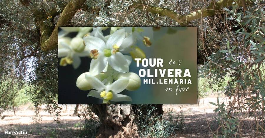 Tour de la Flor de l&rsquo;Olivera Mil.len�ria