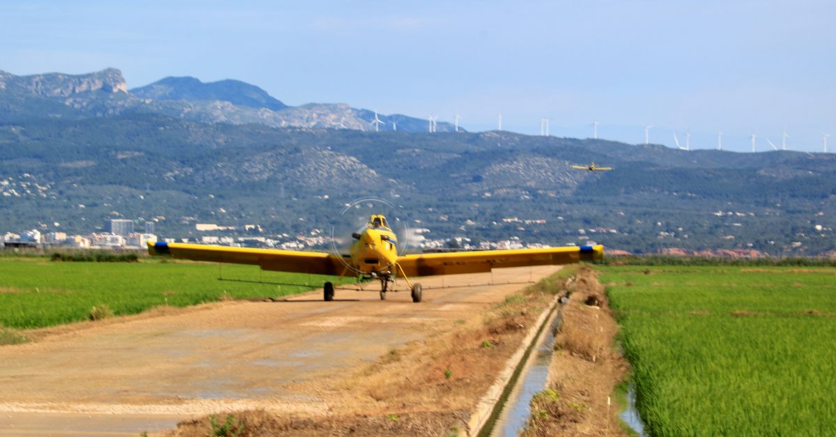 El COPATE far quatre tractaments pel mosquit als arrossars periurbans del Delta i podr tractar sobre conreus ecolgics
