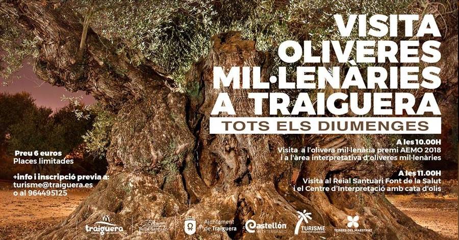 Traiguera organitza tots els diumenges visites a les oliveres millenries