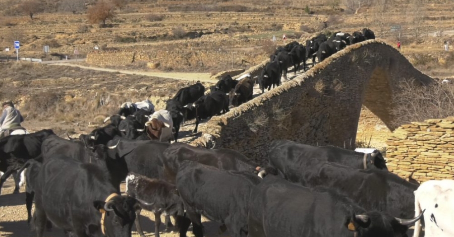 El Maestrazgo dedica el mes de mayo a la transhumancia | EbreActiu.cat, revista digital de ocio activo | Terres de l’Ebre...