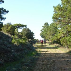 �lbum: marxa de muntanya Trencacims de Pa�ls 2014