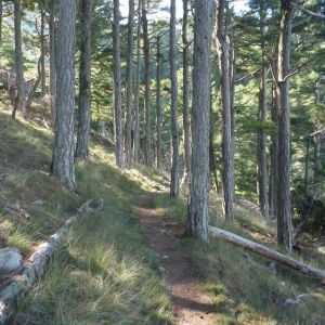 �lbum: marxa de muntanya Trencacims de Pa�ls 2014