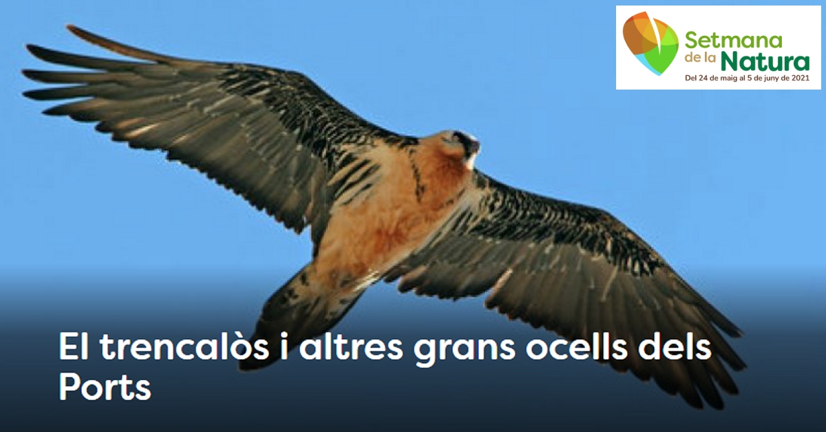 Setmana de la Natura: El trencal�s i altres grans ocells dels Ports