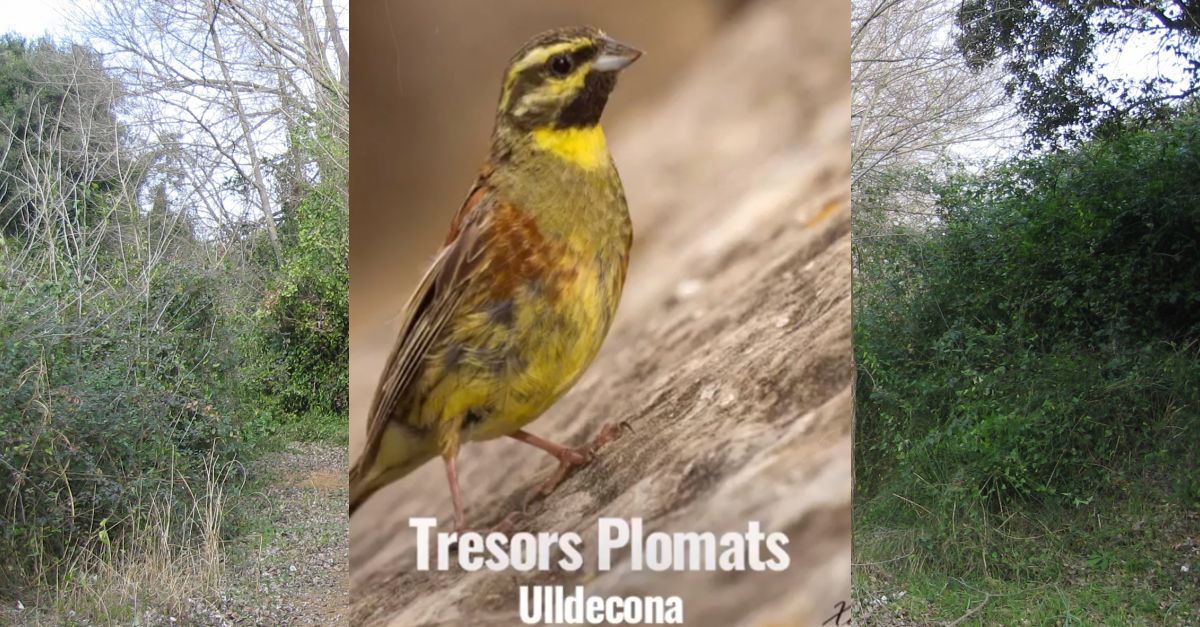 Visita a los �Tresors plomats d�Ulldecona�
