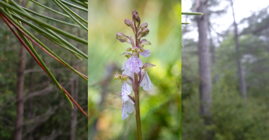 Retrobada l’orqudia Orchis cazorlensis a Catalunya