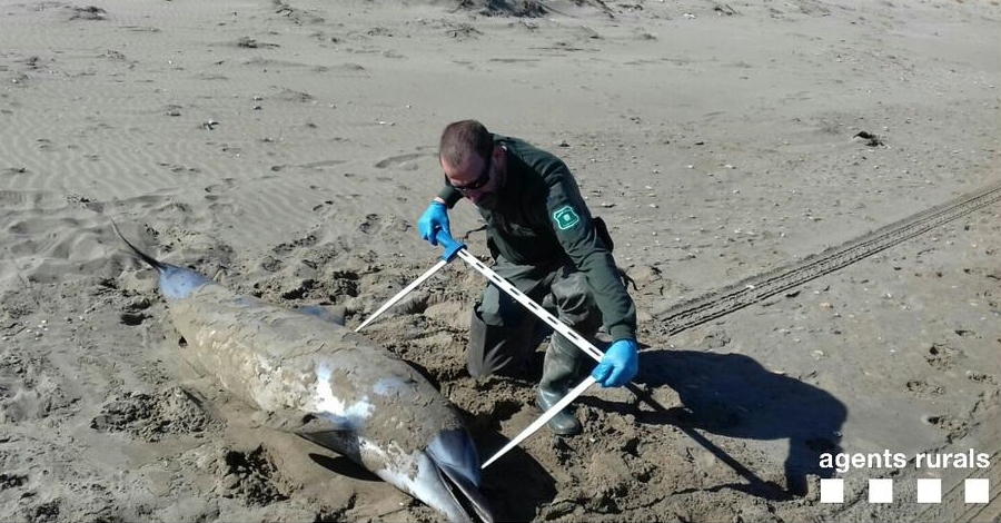 Troben un dofí mort a una de les platges de Deltebre | EbreActiu.cat, revista digital d’oci actiu | Terres de l’Ebre ... Troben un dofí mort a una de les platges de Deltebre | EbreActiu.cat, revista digital d’oci actiu | Terres de l’Ebre ...