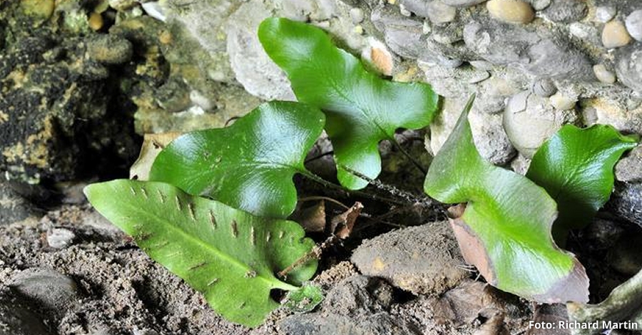 Natura | Retroben al Parc Natural de Montsant una espcie de falguera en perill dextinci desprs de 85 anys