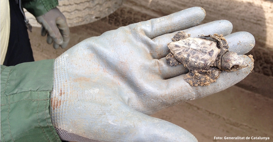 Constatada la reproducci de la tortuga babaua al delta de lEbre durant el 2017