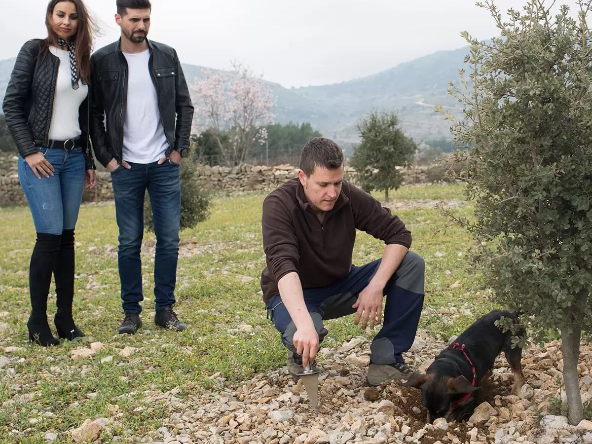 La trufa, el tresor gastron�mic de l&rsquo;Alt Maestrat | EbreActiu.cat, revista digital d&rsquo;oci actiu | Terres de l&rsquo;Ebre ...