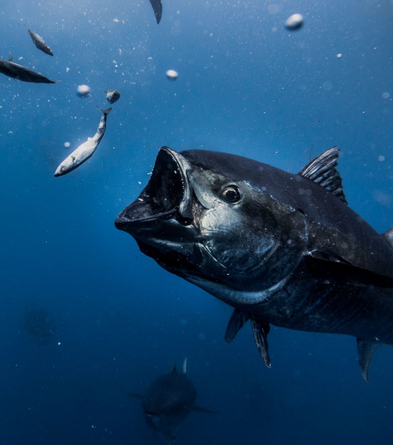 Tuna Tour | EbreActiu.cat, revista digital d’oci actiu | Terres de l’Ebre ... Tuna Tour | EbreActiu.cat, revista digital d’oci actiu | Terres de l’Ebre ...