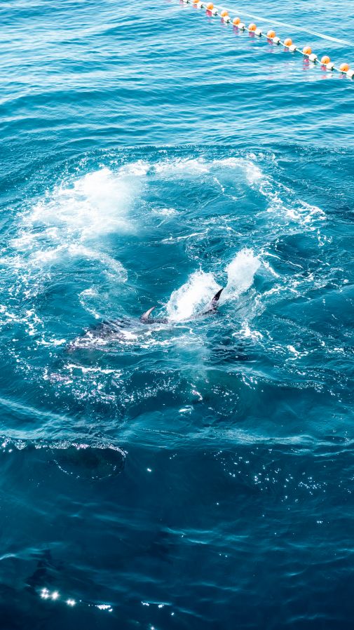 Tuna Tour | EbreActiu.cat, revista digital d’oci actiu | Terres de l’Ebre ... Tuna Tour | EbreActiu.cat, revista digital d’oci actiu | Terres de l’Ebre ...
