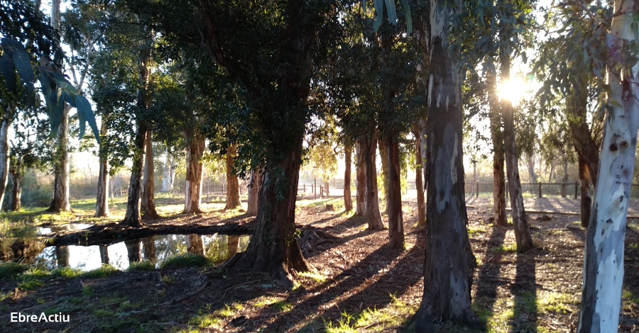 El Parc Natural del Delta de l&rsquo;Ebre completa l&rsquo;itinerari adaptat als Ullals de Baltasar | EbreActiu.cat, revista digital d&rsquo;oci actiu | Terres de l&rsquo;Ebre ...