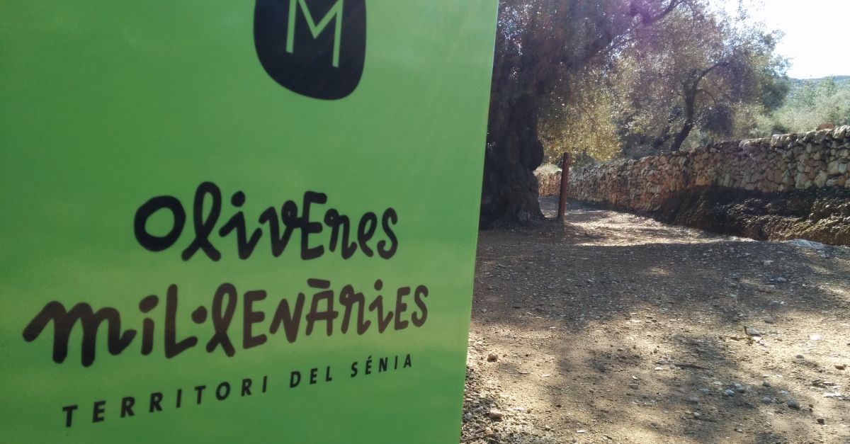 Ulldecona ser el divendres 25 de novembre la seu del 10 Congrs dOliveres Millenries del Territori Snia