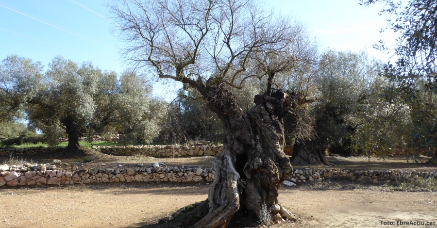 Entorn | Ulldecona requereix a una empresa de Sant Celoni que paralitze l’extracci d’oliveres inventariades