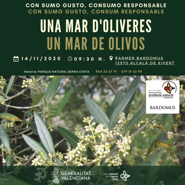 Una mar d’oliveres Una mar d’oliveres