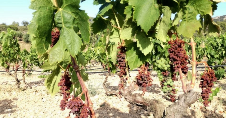 Unió de Pagesos demana ajuts pels viticultors afectats pels cops de calor al raïm | EbreActiu.cat, revista digital d’oci actiu | Terres de l’Ebre ... Unió de Pagesos demana ajuts pels viticultors afectats pels cops de calor al raïm | EbreActiu.cat, revista digital d’oci actiu | Terres de l’Ebre ...
