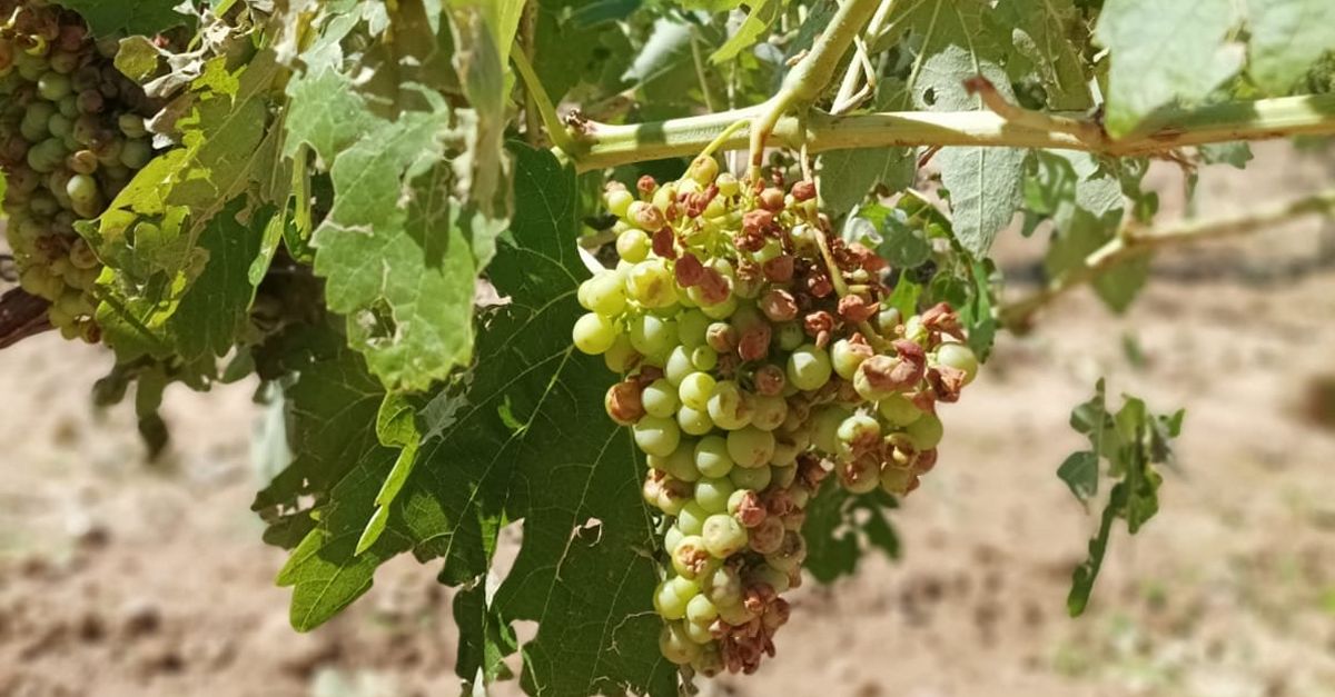 Uni de Pagesos vol ajuts directes per als viticultors de la Terra Alta afectats per lltima pedregada