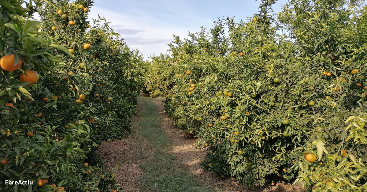 Uni de Pagesos alerta d’una campanya de ctrics molt curta a Catalunya | EbreActiu.cat, revista digital d’oci actiu | Terres de l’Ebre ...
