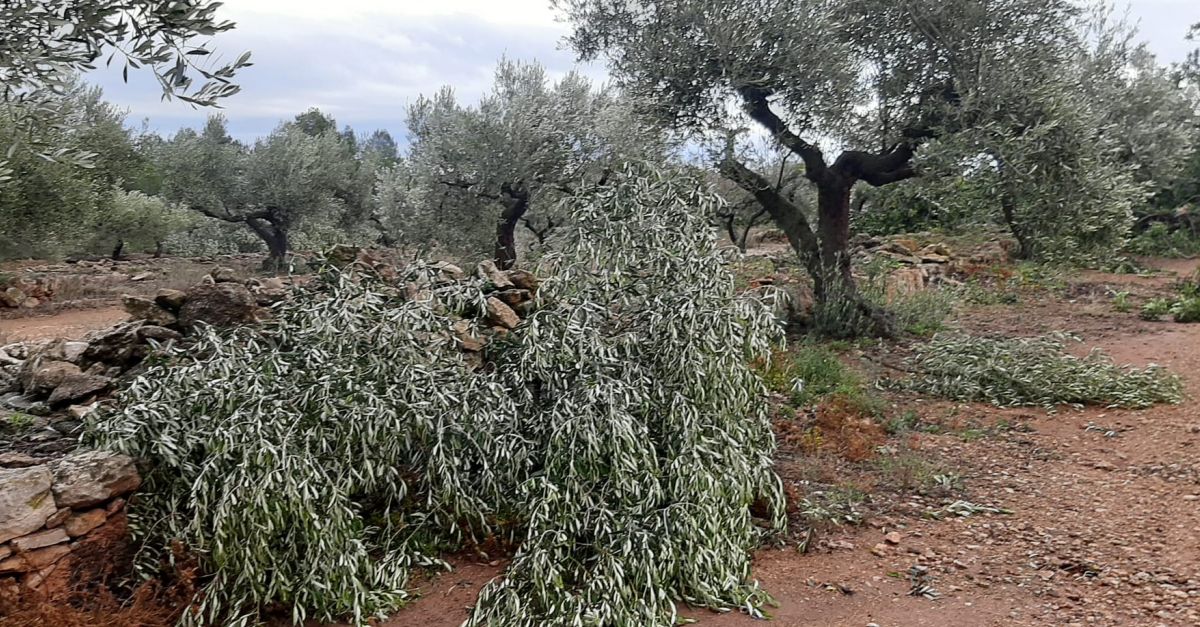 Uni de Pagesos alerta de danys importants de la tempesta dahir en olivera i dafectaci als camps darrs al Baix Ebre i al Montsi