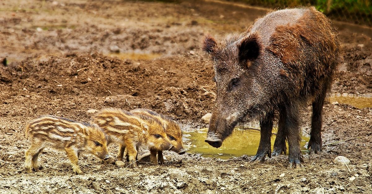 Uni de Pagesos demana declarar lemergncia cinegtica per aturar laugment de danys de la fauna als conreus ebrencs