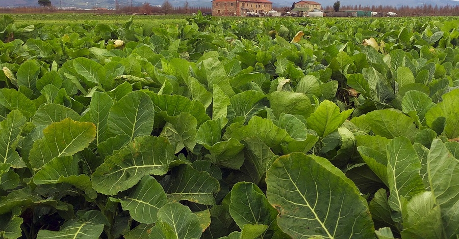 Unió de Pagesos recorda que la pagesia pot desplaçar-se per treballar a l’explotació | EbreActiu.cat, revista digital d’oci actiu | Terres de l’Ebre ... Unió de Pagesos recorda que la pagesia pot desplaçar-se per treballar a l’explotació | EbreActiu.cat, revista digital d’oci actiu | Terres de l’Ebre ...