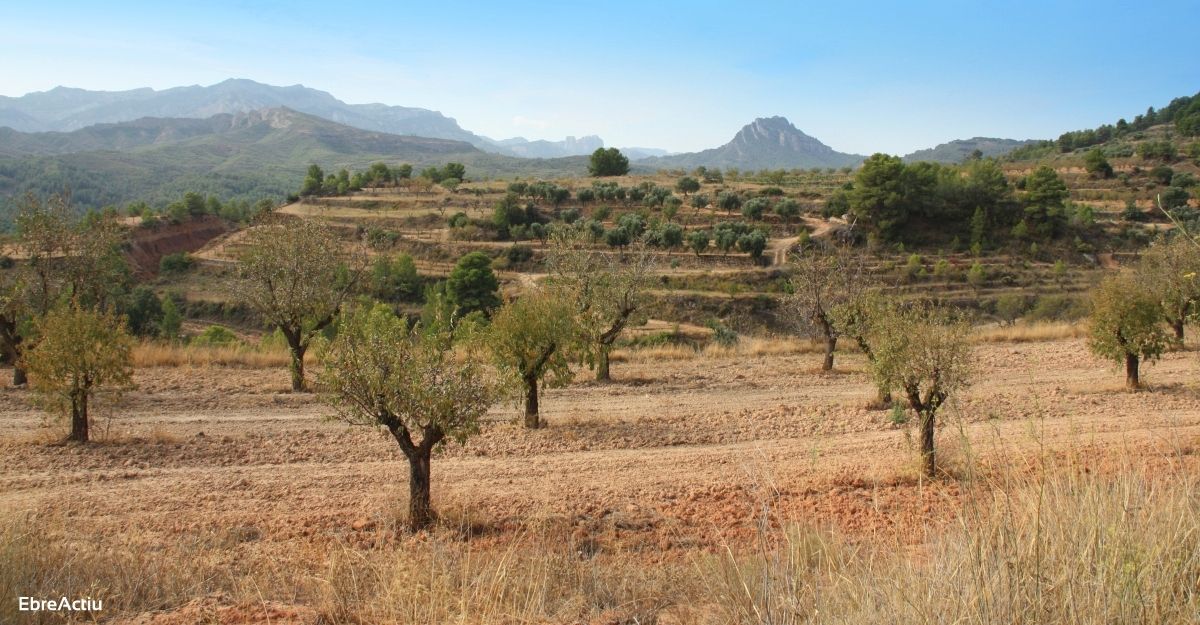 Demanen accions a favor dels ametllers de baix rendiment | EbreActiu.cat, revista digital d’oci actiu | Terres de l’Ebre ...