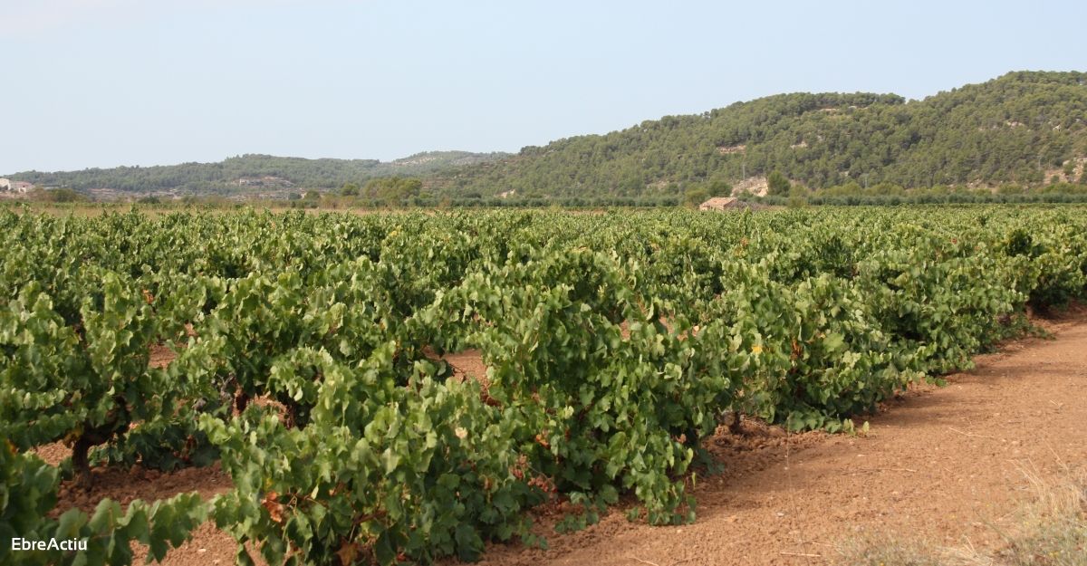 Uni de Pagesos a la Terra Alta reclama que el preu de venda del ram no estigui per sota dels 0,40 /kg