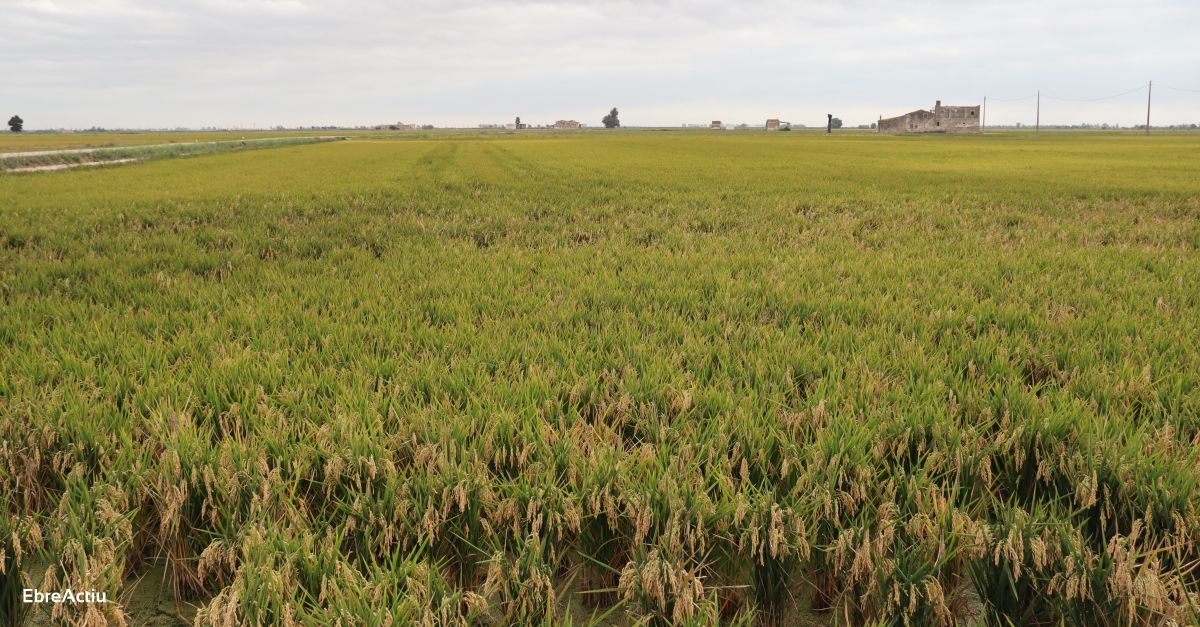 Unió de Pagesos reclama que s’autoritzi excepcionalment un fitosanitari per a l’arròs | EbreActiu.cat, revista digital d’oci actiu | Terres de l’Ebre ... Unió de Pagesos reclama que s’autoritzi excepcionalment un fitosanitari per a l’arròs | EbreActiu.cat, revista digital d’oci actiu | Terres de l’Ebre ...