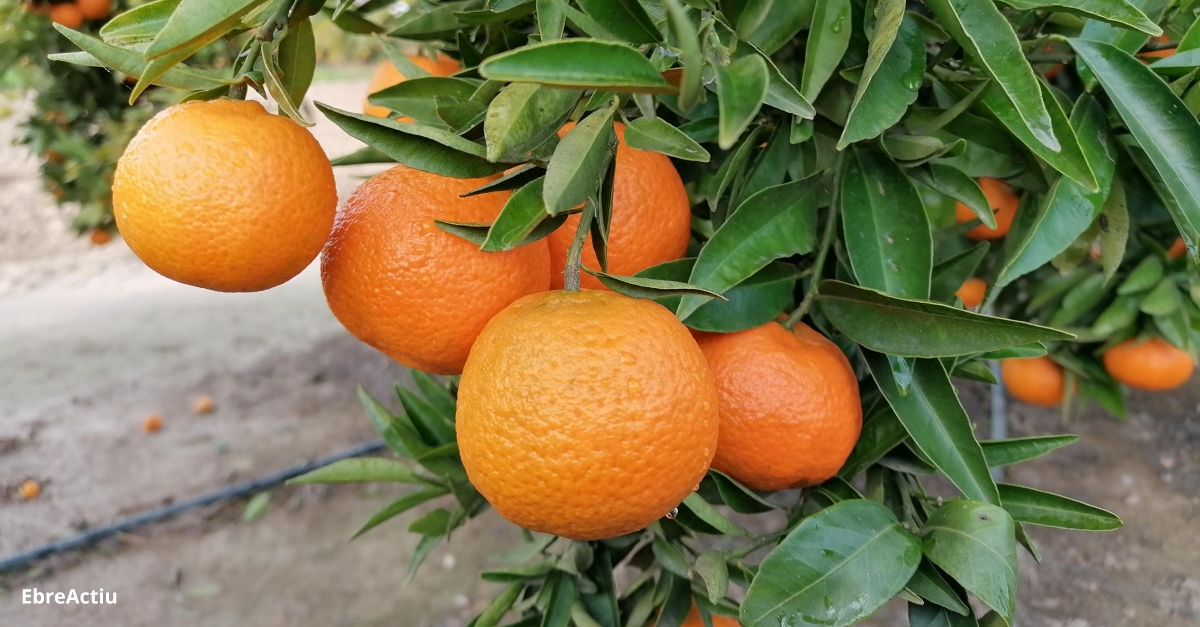 Les restriccions a la restauraci limiten la comercialitzaci de la producci de ctrics ebrenca a Europa | EbreActiu.cat, revista digital d’oci actiu | Terres de l’Ebre ...